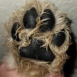 Goldendoodle Puppies from Luna Goldendoodles