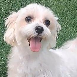 Millie - Maltese