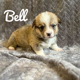 Bell - Sable female Pembroke Welsh Corgi puppy in Berne, New York from At Ease Acres