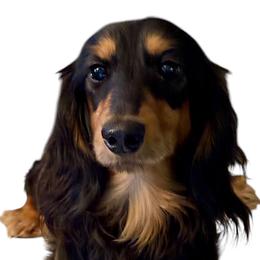 Oliver - Dachshund