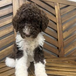White Girl - Parti female Poodle puppy in Travelers Rest, South Carolina from Hampshire Hill’s Standard Poodles