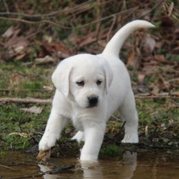 Labrador Retriever Puppies from Ivy Leash Labradors