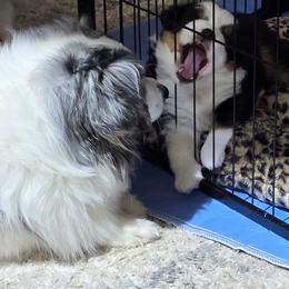 Miniature American Shepherd Puppies from All About Me Miniature American Shepherds