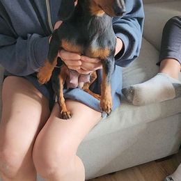 Honey - Dachshund