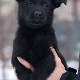 German Shepherd Puppies from Black Diamond K9 Tactical