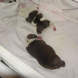 Bulldog Puppies from Deserthawk Bulldogs