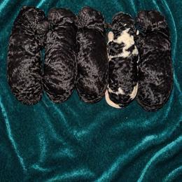 Girl 4 - Black female Poodle puppy in Bremen, Georgia from Kelley’s Poodle Patch