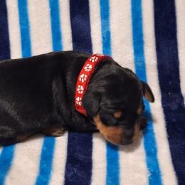 Smokey - Black and rust male Miniature Pinscher puppy in Grove, Oklahoma from K&J's Min Pins Of Grand Lake