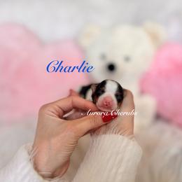 Charlie - Black tan and white male Biewer Terrier puppy in Palmer, Alaska from Aurora Cherubs Baby Doll Yorkshires and Biewers