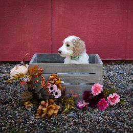 Goldendoodle Puppies from Hogan Family-Raised F1b Gooldendoodles