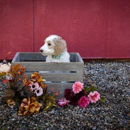 Goldendoodle Puppies from Hogan Family-Raised F1b Gooldendoodles