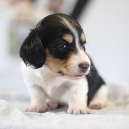 Katniss - Piebald female Dachshund puppy in Alto, Texas from Prima Dachshunds
