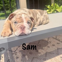 Boy 3 - Lilac tri-color male Bulldog puppy in Sodus, New York from Upstate NY French & English Bulldogs