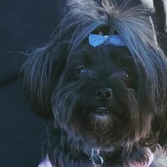 Shorkies from Jewells Happy Tailz