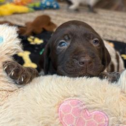 Boy 5 - Liver roan male German Shorthaired Pointer puppy in Troy, North Carolina from Uwharrie GSP