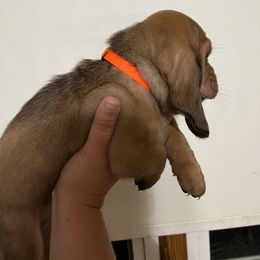 Orange Collar Boy - Basset Hound puppy in Saint Clair, Michigan from Gregg Hounds