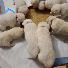 German Shepherd Puppies from Arctic Argonauts