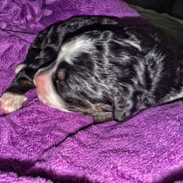 Greta - Tri-color female Bernedoodle puppy in Mint Hill, North Carolina from Ball-Y-Hoo Bernedoodles