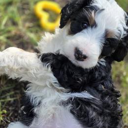 Clover - Tri-color female Bernedoodle puppy in Shelton, Washington from NW Bernedoodles of Washington