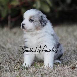 Frost - Blue merle male Australian Shepherd puppy in Olivehurst, California from Double M Aussies
