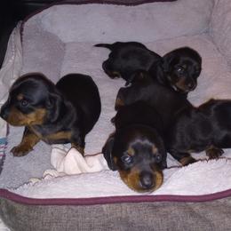 Dachshunds from Little Dreamers Mini Doxies