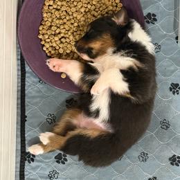 Lucky - Black tri-color female Australian Shepherd puppy in Wichita Falls, Texas from Spotted Mule Aussies