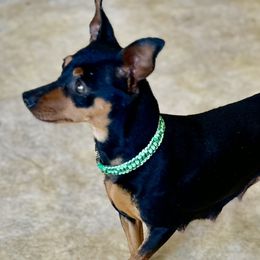 Maya - Miniature Pinscher