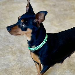 Maya - Miniature Pinscher