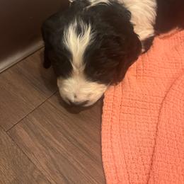 Atlas - Black and white male English Springer Spaniel puppy in St Johnsbury, Vermont from Paradise Valley Springers