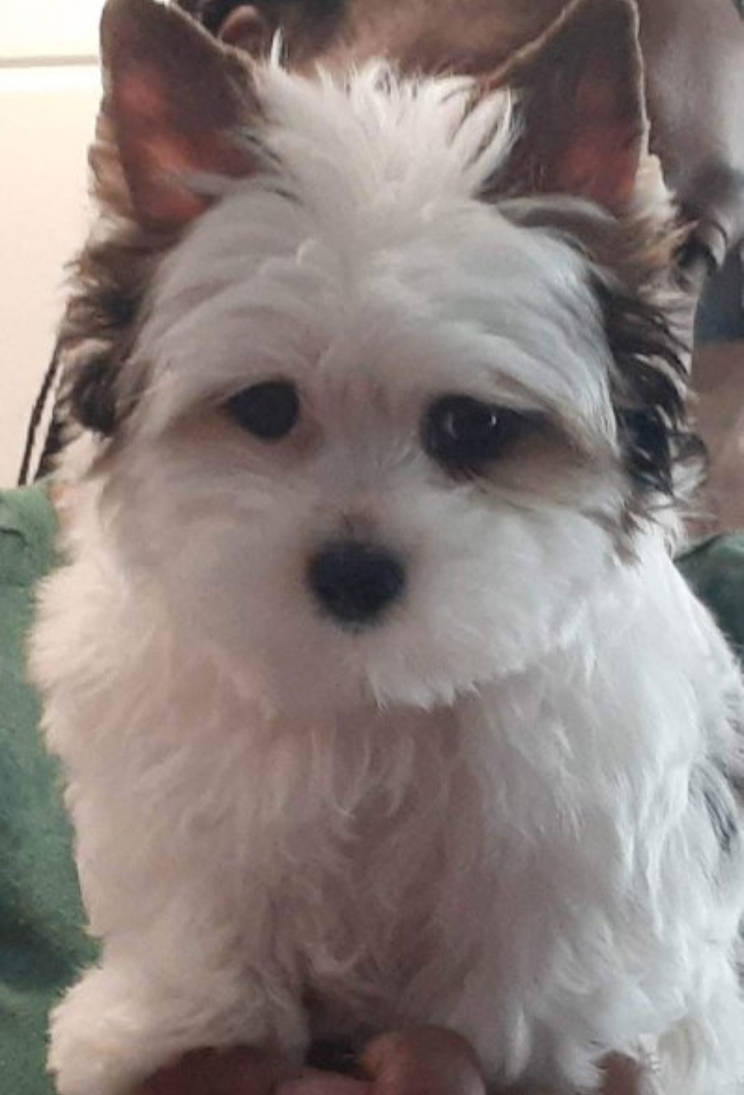 Yorkshire Terrier Puppies from 3Hpartiyorkies