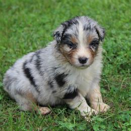 Laredo - Blue merle male Australian Shepherd puppy in Kansas, Oklahoma from Windy G Farm