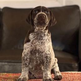 4 - female German Shorthaired Pointer puppy in Bend, Oregon from Endersgame GSPs