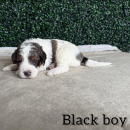 Boy 2 - Blue merle male Bernedoodle puppy in Modesto, California from Two Doods Doodles