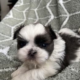 Shih Tzu Puppies from Jodi’s Shihtzus