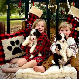 Assorted Doodle Crosses and Aussiedoodle Puppies from Louisiana Doodles LLC