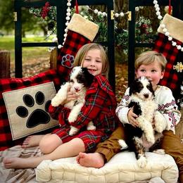 Assorted Doodle Crosses and Aussiedoodle Puppies from Louisiana Doodles LLC