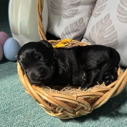 Boy 3 - Giant Schnauzer puppy in Sharonville, Ohio from Queen City Giant Schnauzers