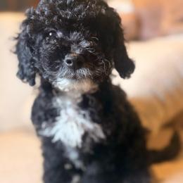 Sailor - Black and white male Cockapoo puppy in Saint Louis, Missouri from Jax Doodles