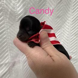 Candy - Black and tan female Yorkshire Terrier puppy in Valdosta, Georgia from Sweet Georgia Yorkies