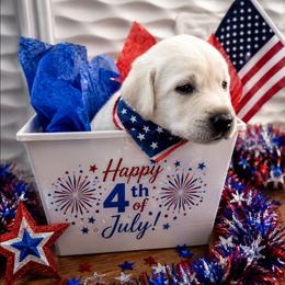 Dark green, Ram - Yellow male Labrador Retriever puppy in Nampa, Idaho from Gwyneira labs of Idaho