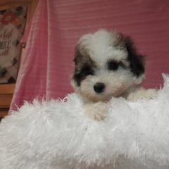 Shichon puppies from Smallstar Puppys