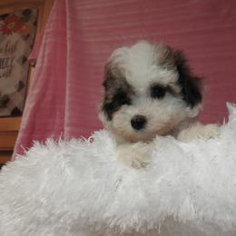 Shichon puppies from Smallstar Puppys