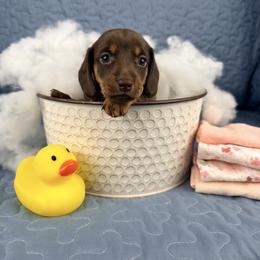 Churro 2800 - Chocolate and tan female Dachshund puppy in Hendersonville, North Carolina from Snarky Doxy Miniature Dachshunds