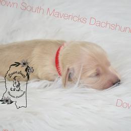 Red girl - Cream female Dachshund puppy in Seminary, Mississippi from Down South Mavericks Dachshunds