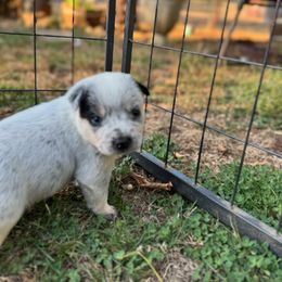Concho - Blue male Australian Cattle Dog puppy in Cottage Grove, Oregon from Heirloom Ranch