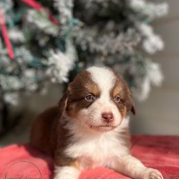 Willie - Red tri male Miniature Australian Shepherd puppy in Louisville, Mississippi from Magnolia Spring Aussies