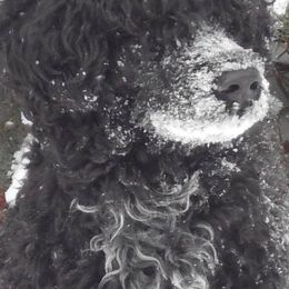 Portuguese Water Dogs from Chris' Portuguese Water Dogs