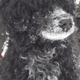Portuguese Water Dogs from Chris' Portuguese Water Dogs