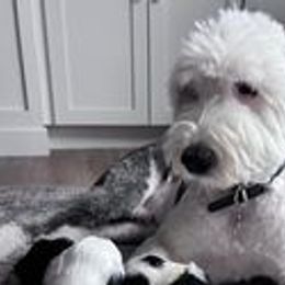 Sheepadoodles from Sheepadoodle Doo