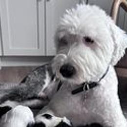 Sheepadoodles from Sheepadoodle Doo